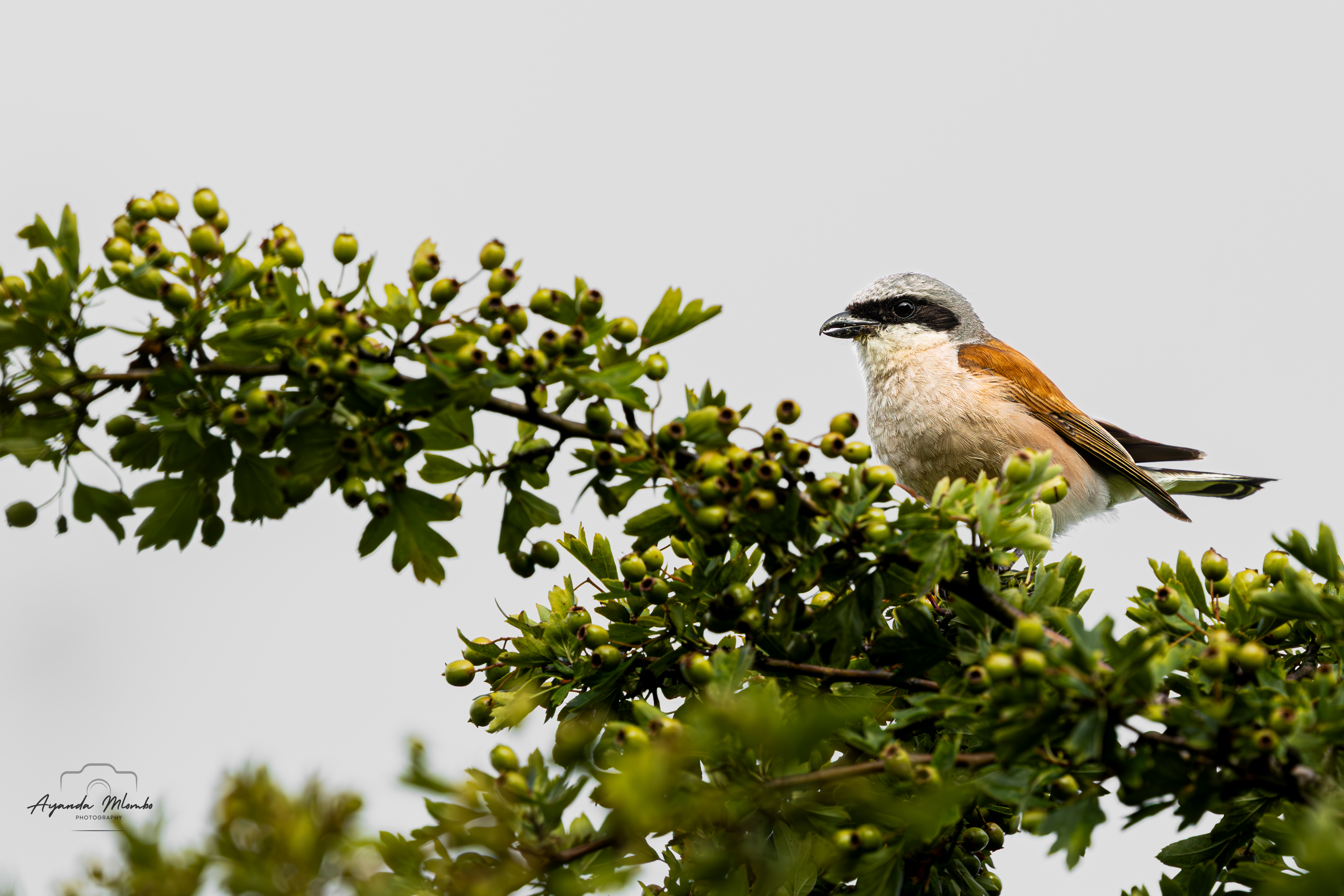 Red-backed Shrike